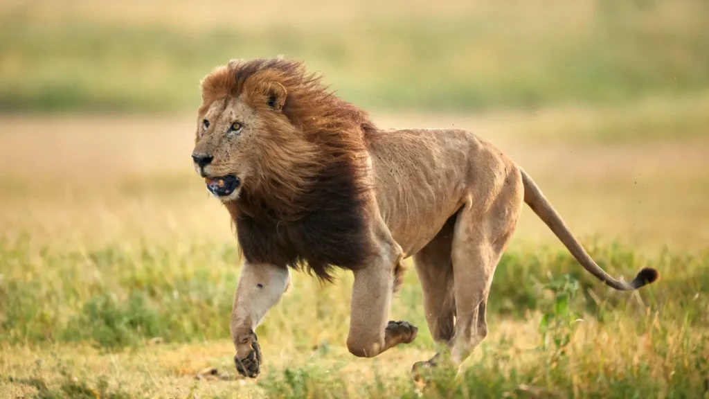 León: el rey de la sabana y sus secretos asombrosos